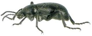 Tenebrionid beetle